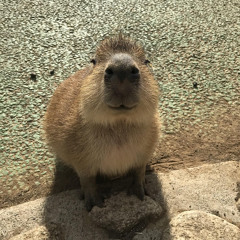 z_qic