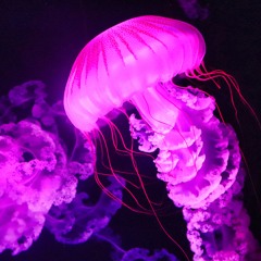 Pink Jellyfish