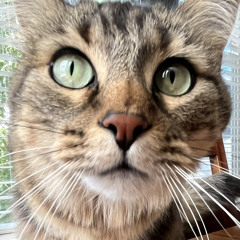 murphy