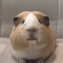 Rap guinea