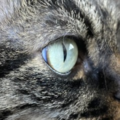 Cosmic Chimera