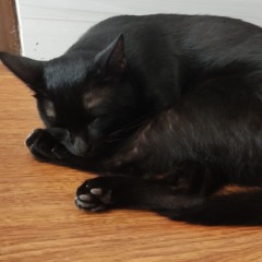 MinhNeko