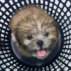 qtieptootie