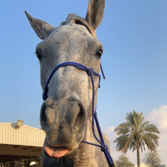 Alnamoos playlist☝🏻🥇🐎