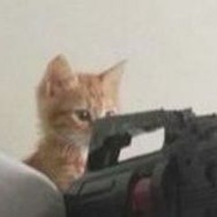 猫うてない