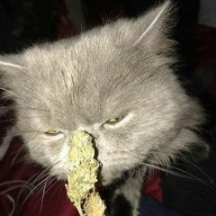 ahmooot