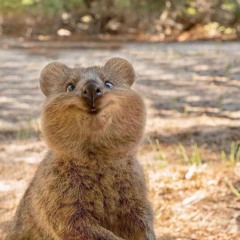 로얄드&이원식 - 회색도시