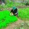 Trường Cọp