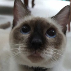 Intro end of the world extended ariana grande.m4a