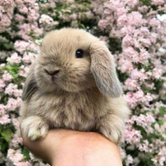 acornsbun
