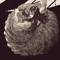 kittycontainer