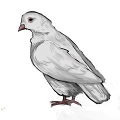 sakipolr