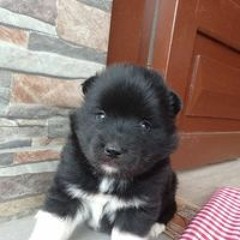 Daniel Robayo Villamil