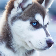 𝙰𝚛𝚊𝚐𝚘𝚛𝚗_𝚈𝙾𝚄𝚃𝚄𝙱𝙴