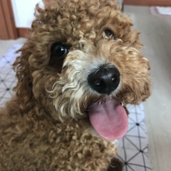 주강아지