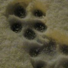 Tammy Iamaprincess Cockfield