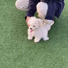 돼지새끼
