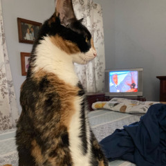 DSN DAN SEGOV NETWORK