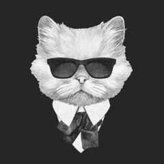 Mr.kitty