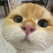 Viet Duy