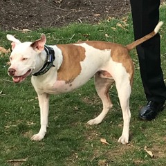 Three Legged Louie