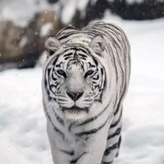 𝑭𝑨𝑰𝒁𝑨𝑵