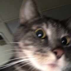 The cat
