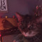 baby cat
