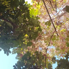payba