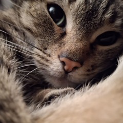 snipelc