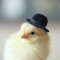 Mr Chicky Guy