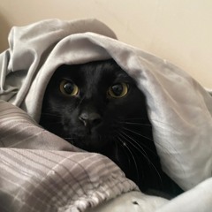 shy boy
