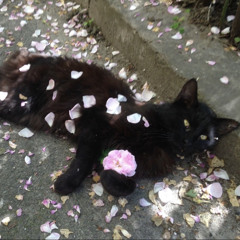 sillysilkykitty