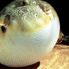 den fede fisk finn