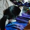 Kitty