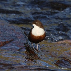 Dave Pullan Sonic Birding