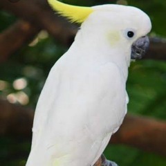 JUNAID VOHRA