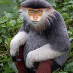danì