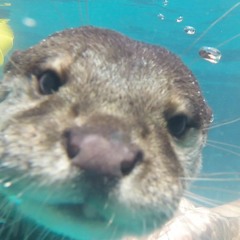 Otter from space