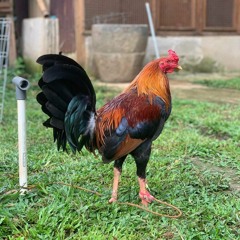 Bahar Matadoor's
