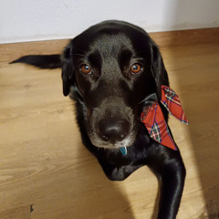 Wilson