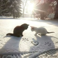 SnowsXo