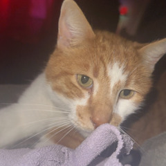 rye