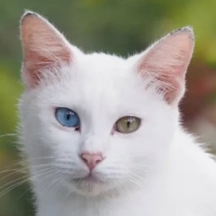 ⋆｡‧˚ʚ𝒦𝒾𝓉𝓉𝓎ɞ˚‧｡⋆