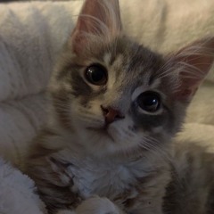 ⇢ ˗ˏˋ 𝕬𝖓𝖌𝖊𝖑𝖆𝖐𝖎 ࿐ྂ