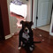 Dog Eat Door