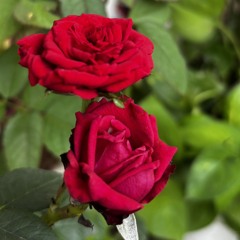 ravina