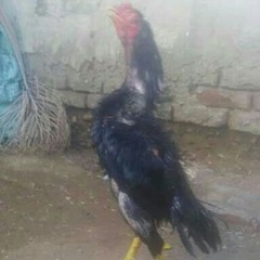 محمود سليم