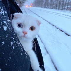 kichu