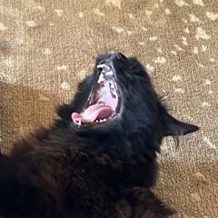 Chamberlin Rohrstaff